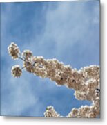 Cherry Blossoms #303 Metal Print