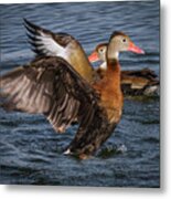 Black-bellied Whistling Duck #4 Metal Print