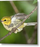 Black-throated Green Warbler #4 Metal Print