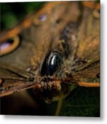 Butterfly #4 Metal Print