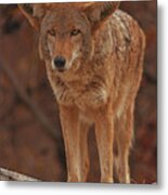 Coyote  #4 Metal Print