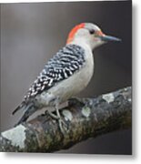 Female Red-bellied Woodpecker #4 Metal Print