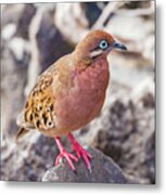 Galapagos Dove In Espanola Island. #4 Metal Print