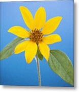 Happy Sunflowers Helianthus  #4 Metal Print