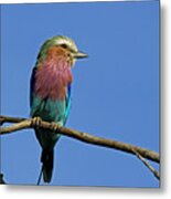 Lilac Breasted Roller #4 Metal Print