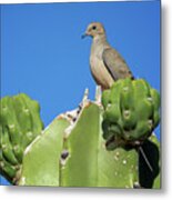 Mourning Dove #4 Metal Print