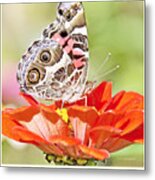 Painted Lady Butterfly On Zinnia Flower #4 Metal Print