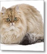 Persian Kitten #4 Metal Print