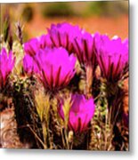 Sedona Cactus Flower Metal Print