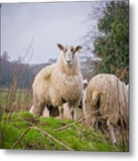 Sheep #4 Metal Print