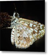 Skipper #4 Metal Print