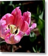 Tulip #4 Metal Print