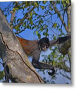 48- Capuchin Monkey Metal Print
