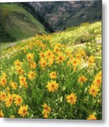 Albion Basin Wildflowers #5 Metal Print