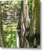 Cypress Forest And Swamp Of Congaree National Park In South Caro #5 Metal Print