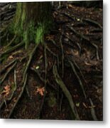 Forest Setting With Close-ups Of Tree Roots  #5 Metal Print