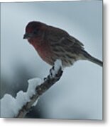 House Finch #5 Metal Print