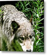The Wild Wolve Group A #5 Metal Print