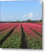 Tulips In Warmenhuizen #2 Metal Print