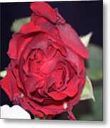 Red Rose #50 Metal Print