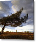 New Forest - England #52 Metal Print