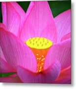 Blossoming Lotus Flower Closeup #6 Metal Print