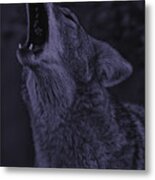 Coyote #6 Metal Print
