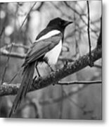 Eurasian Magpie #6 Metal Print