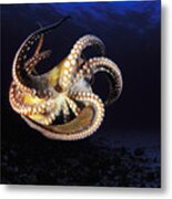 Hawaii, Day Octopus #6 Metal Print