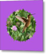 Hummingbird #7 Metal Print