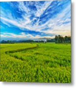 Paddy Rice Panorama #6 Metal Print