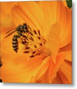 Pollination #6 Metal Print