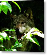 The Wild Wolve Group B #6 Metal Print