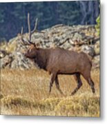 6 X 1 Loser Bull Elk Metal Print