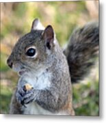 Eastern Gray Squirrel #7 Metal Print