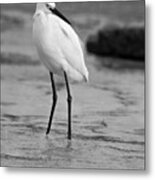 Egret In Black And White #7 Metal Print