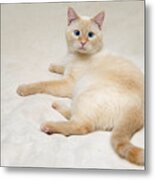 Flame Point Siamese Cat #7 Metal Print