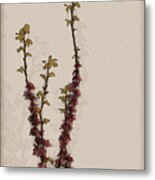 Judas Tree Cercis Siliquastrum #7 Metal Print