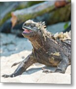 Marine Iguana On Galapagos Islands #7 Metal Print