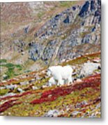 Mountain Goats On Mount Bierstadt In The Arapahoe National Fores #7 Metal Print