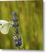 Pieris Brassicae, The Large White, Also Called Cabbage Butterfly Metal Print