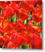 Red Tulips #7 Metal Print