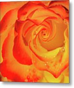 Rose Beauty #7 Metal Print