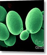 Saccharomyces Cerevisiae #7 Metal Print