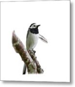 White Wagtail With Transparent Background Metal Print