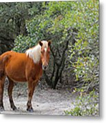 Wild Horses #7 Metal Print