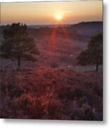 New Forest - England #78 Metal Print