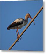 8- Brown Ibis Metal Print