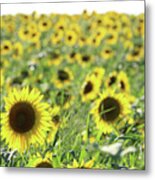 Sunflowers Mattituck New York #8 Metal Print