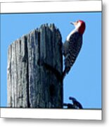#8668 Woodpecker #8668 Metal Print